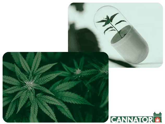 Cannabis Pflanze
